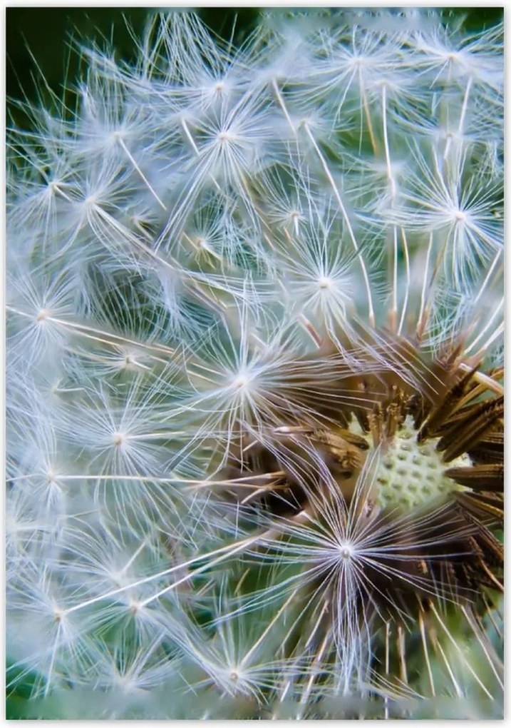 Poszterek 70x100 Pitypang Virág Virágok