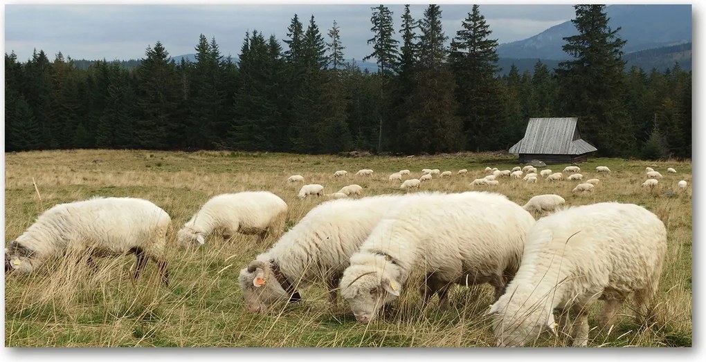 Fotótapéta üvegfalra Legelésző bárányok 140x70