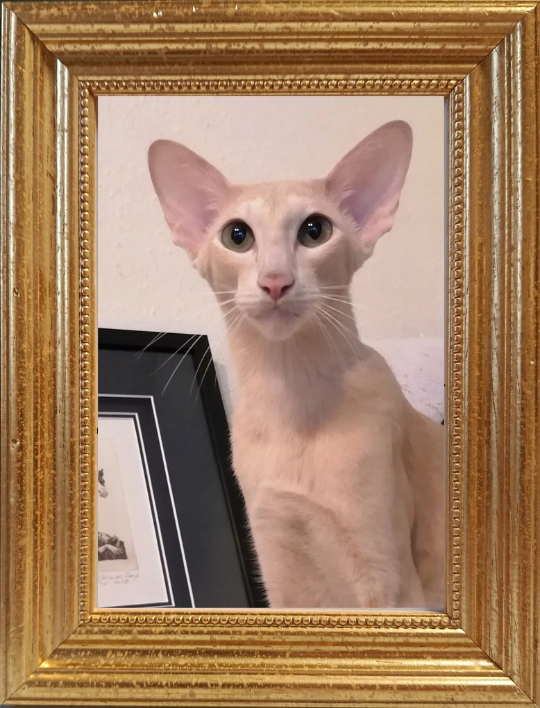 Klasszikus képkeret falra és elhelyezésre 13x18 Camila 3cm