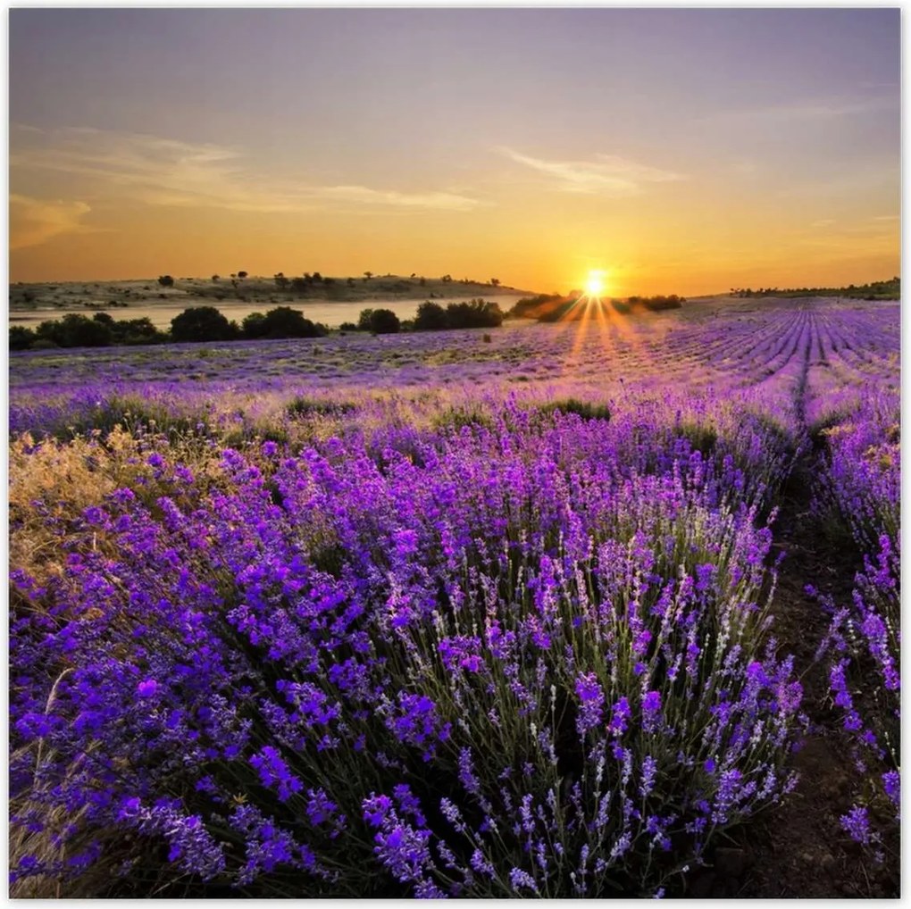 Poszterek 70x70 Levendula tájkép Nap
