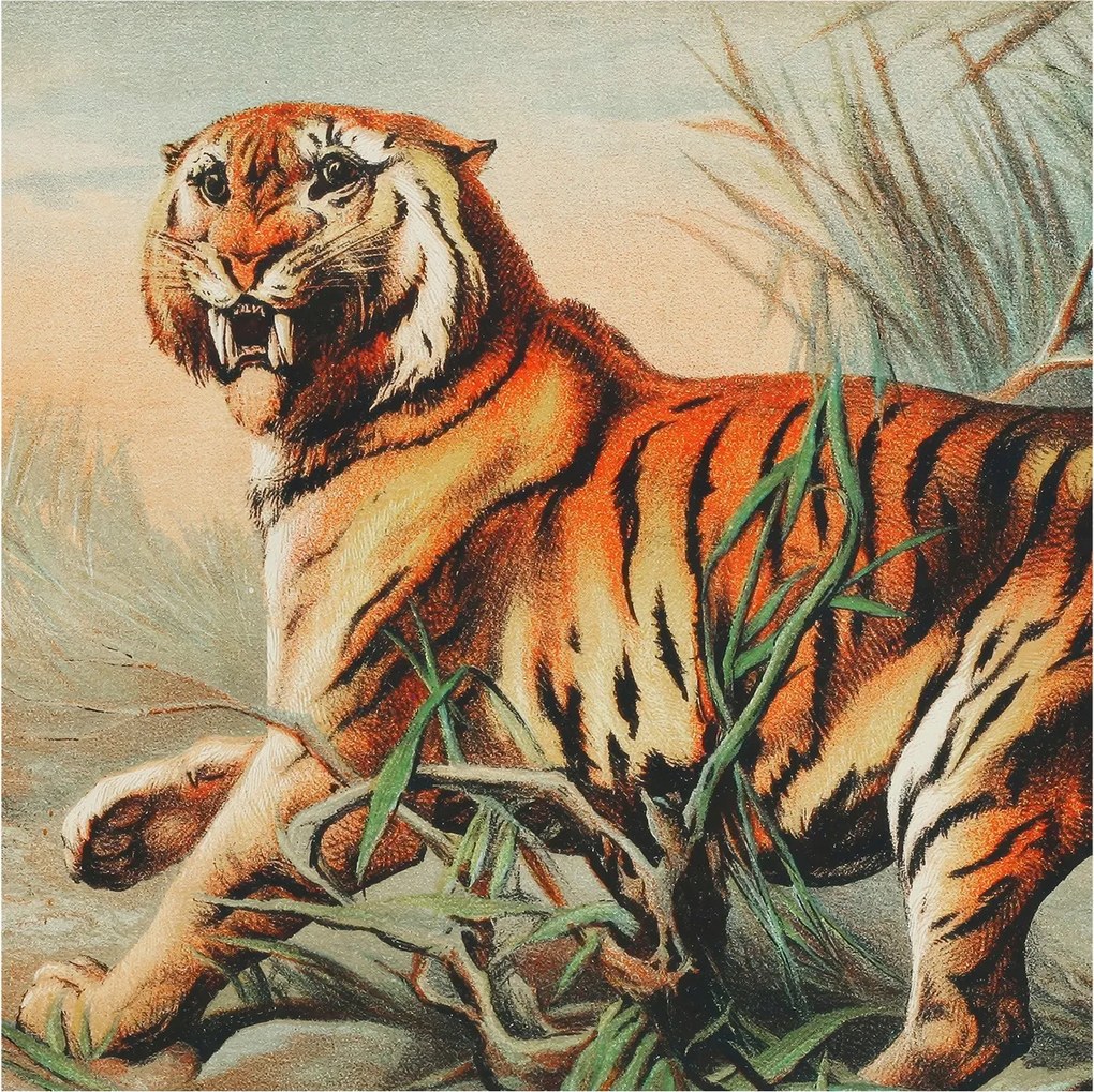 Dekoratív fotótapéta falra Könnyű összeszerelés Tigris természet 250x250 Ragasztó