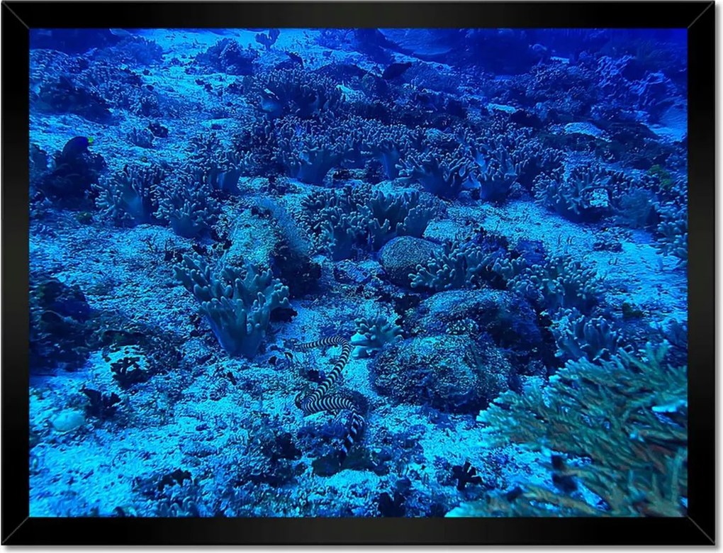 Poszterek keretben 40x30 Óceán ökoszisztéma zátony