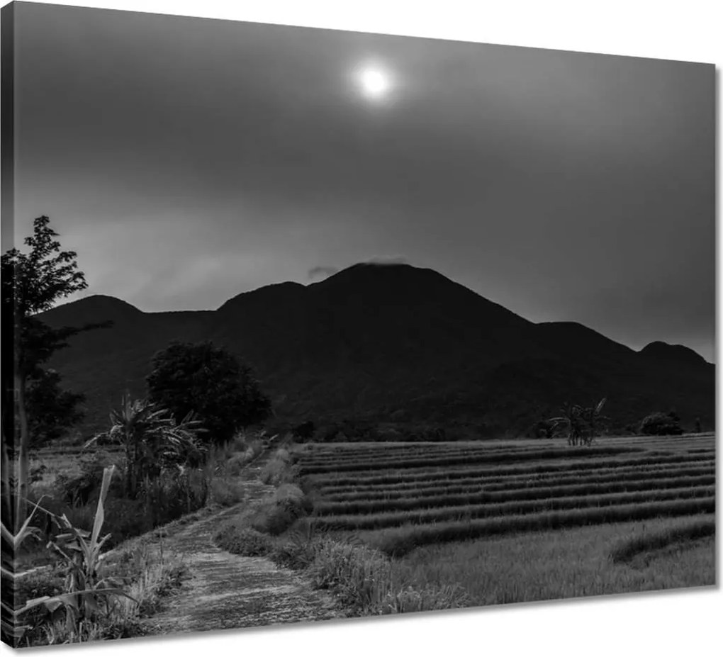 Vászonkép 50x40 Kilátás a rizsföldekre