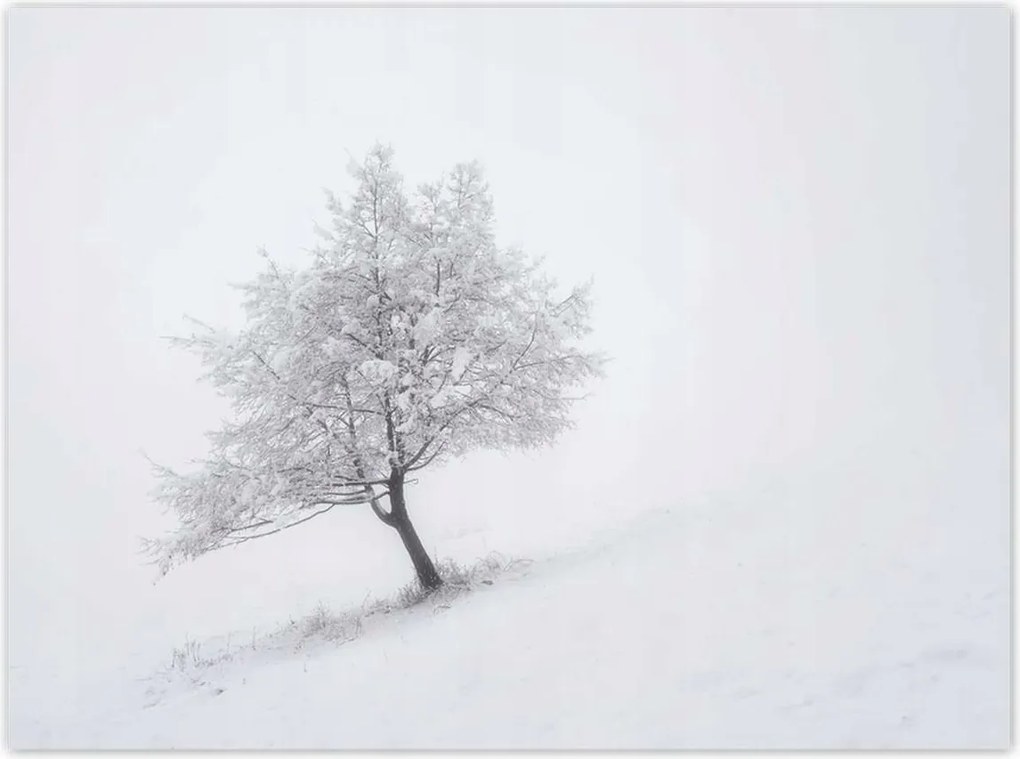 Poszterek 135x100 Fa Fák Kilátás