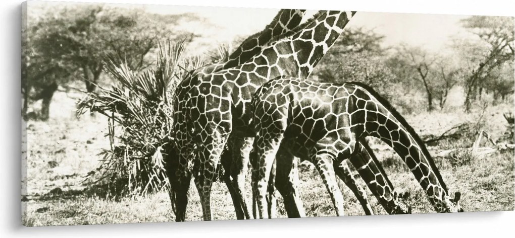 Kép - Zsiráfok, vintage (120x50 cm)
