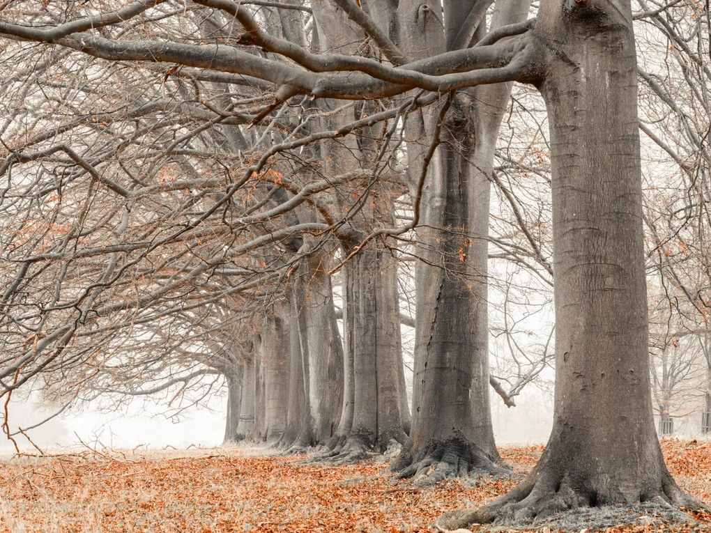 Poszter 80x60cm Fák egy sorban narancssárga levelek, Assaf Frank