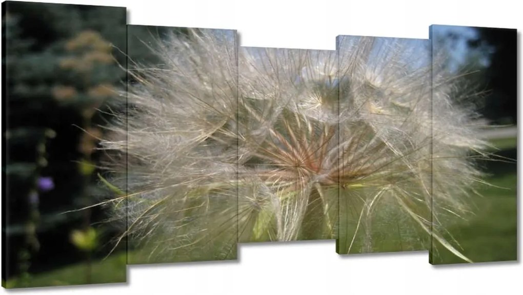 Vászonkép 150x80 Pitypang Virág Virágok