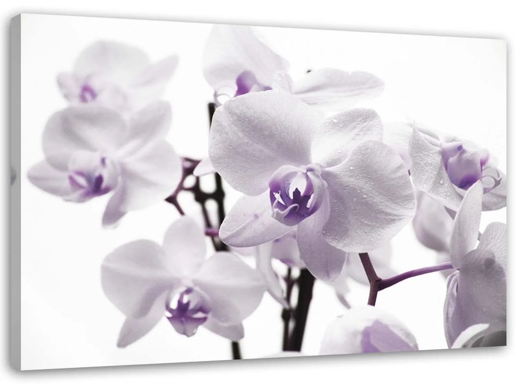 Gario Vászonkép Fehér és lila orchidea Méret: 100 x 70 cm