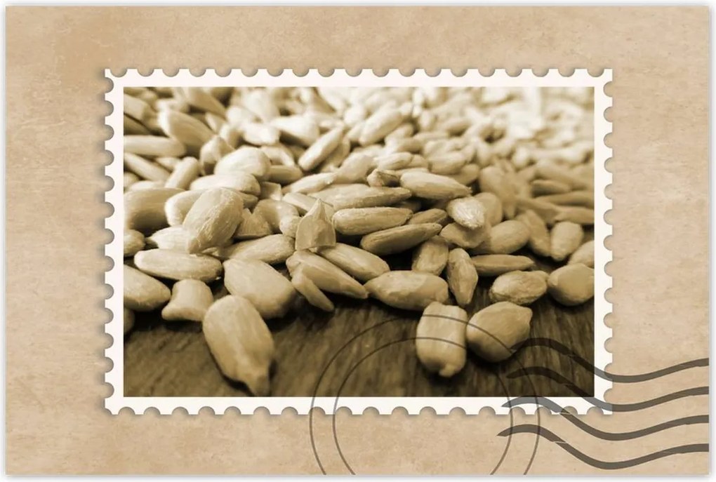 Poszterek 90x60 Hántolt napraforgó