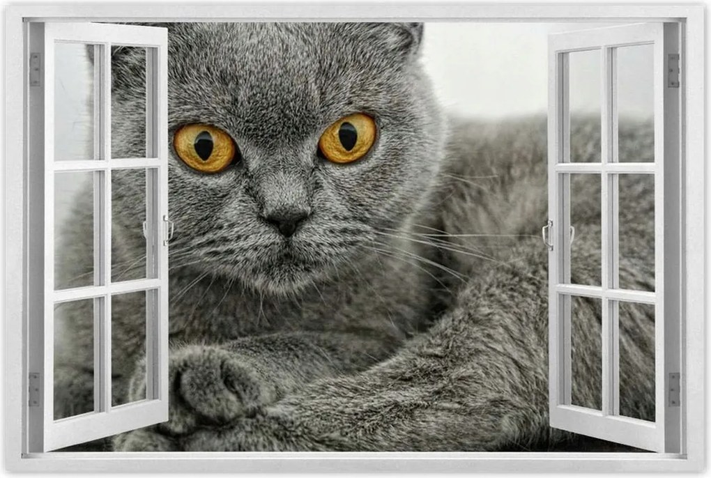 Poszter 60x40 Brit rövidszőrű macska