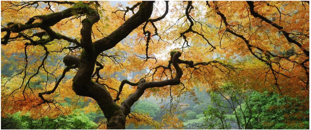 Egy sárga japán juhar képe, Portland, Oregon (120x50 cm)