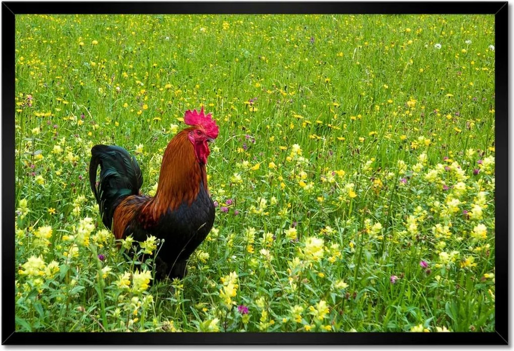 Poszterek keretben 60x40 Kakas a réten