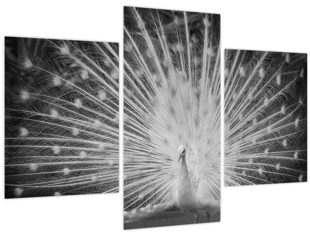 Kép - Fehér páva (90x60 cm)