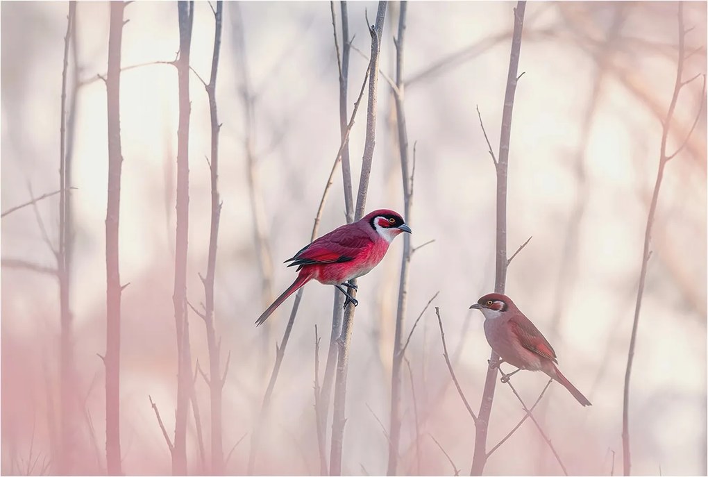 Fotótapéta Flizelina Nappali és Hálószoba Madár pár 104x70 Ragasztó