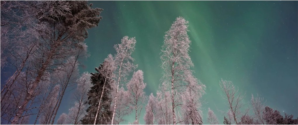 Az aurora borealis képe fagyos fák felett (120x50 cm)