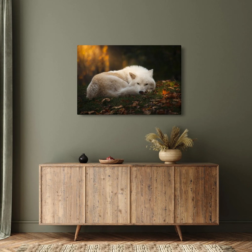 Kép - Pihenő farkas (90x60 cm)