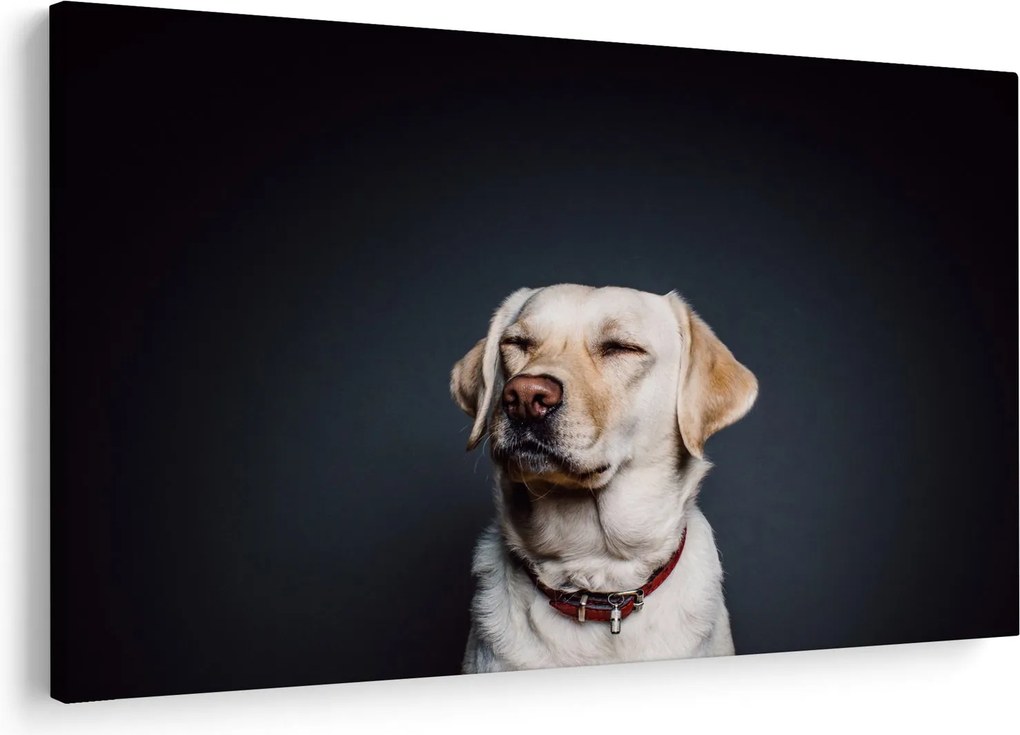 Labrador képe (90x60 cm)