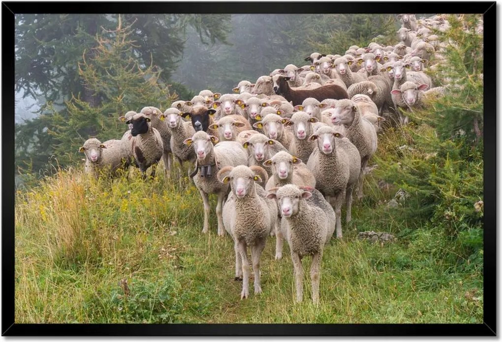 Poszterek keretben 60x40 Juh legeltetés Bárányok