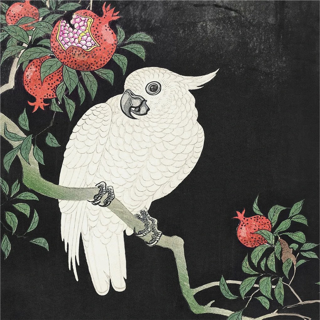 Fotótapéta Flizelin Dekoratív az irodába Papagáj gránát 250x104 Ragasztó