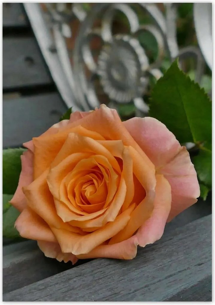 Poszterek 70x100 Rózsa Virág Virágok Rózsa