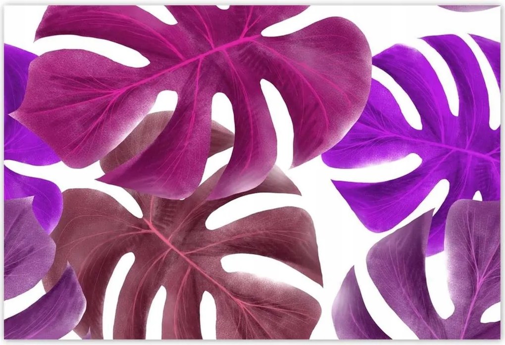 Poszterek 200x135 Monstera Levelek Lila