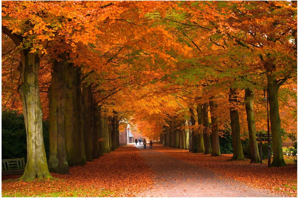 Kép - A Avenue of fák ősszel (90x60 cm)