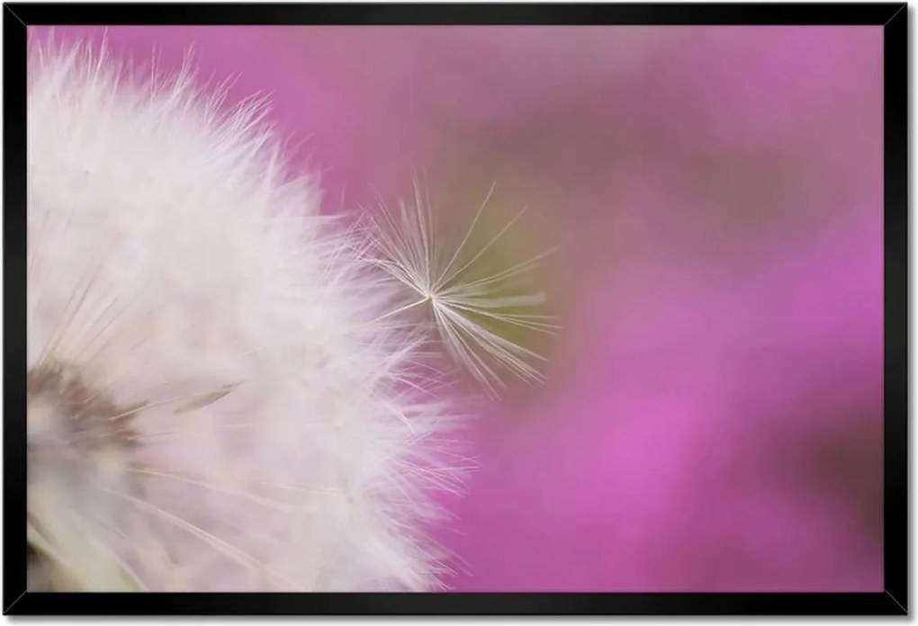 Poszterek keretben 60x40 Pitypang Virág Virágok