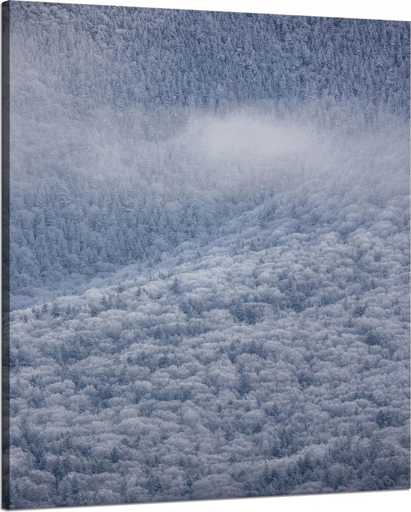 Vászonkép Természet Hófödte erdő 80x100 cm