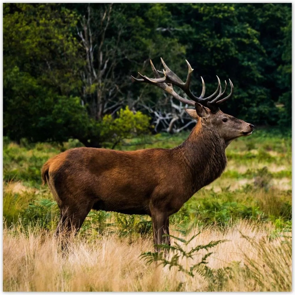 Poszterek 70x70 Óriás szarvas Tájkép