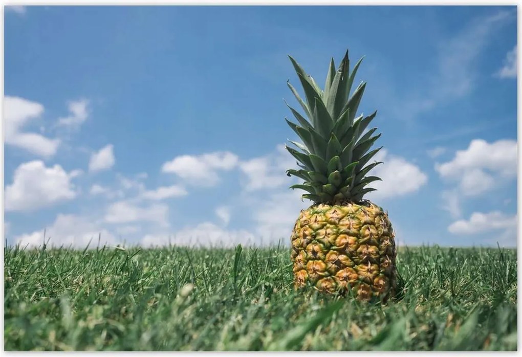 Poszterek 185x125 Ananász tájkép