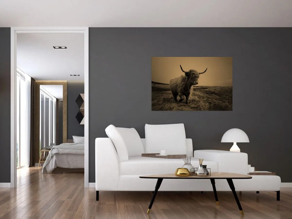 Kép - Skót tehén menekül (90x60 cm)
