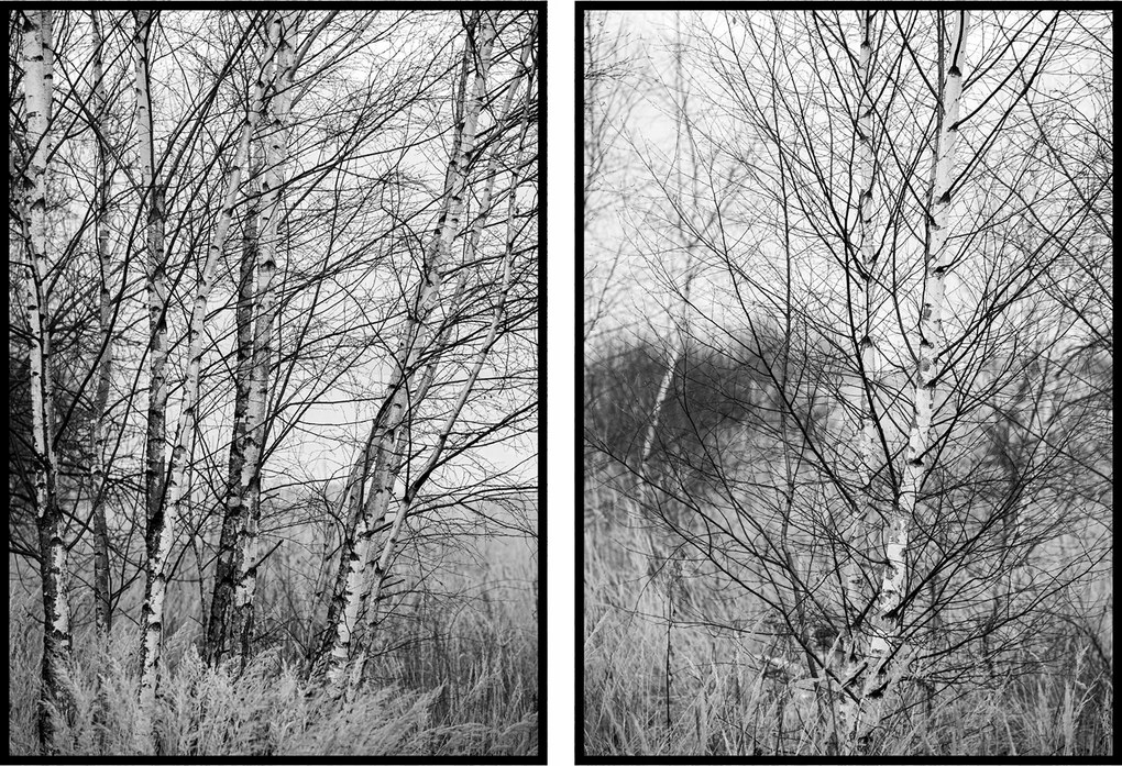 Poszterek falra fák fekete-fehér 2x 70x100cm