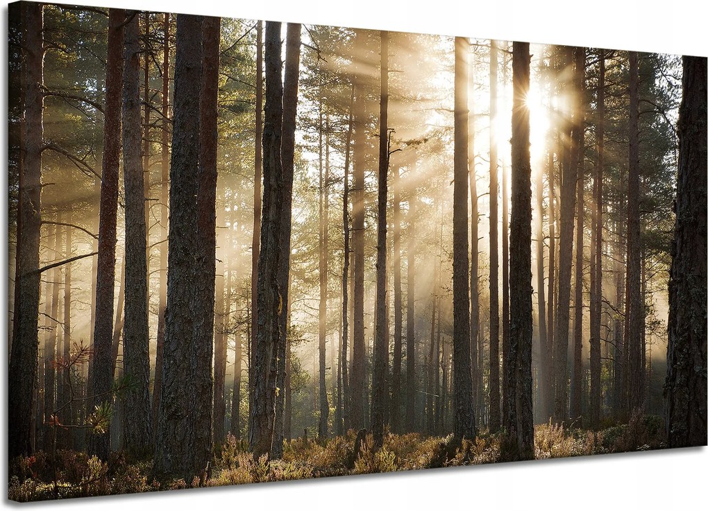 Vászonkép Nap az erdőben Hideg színek Fű 120x70 cm
