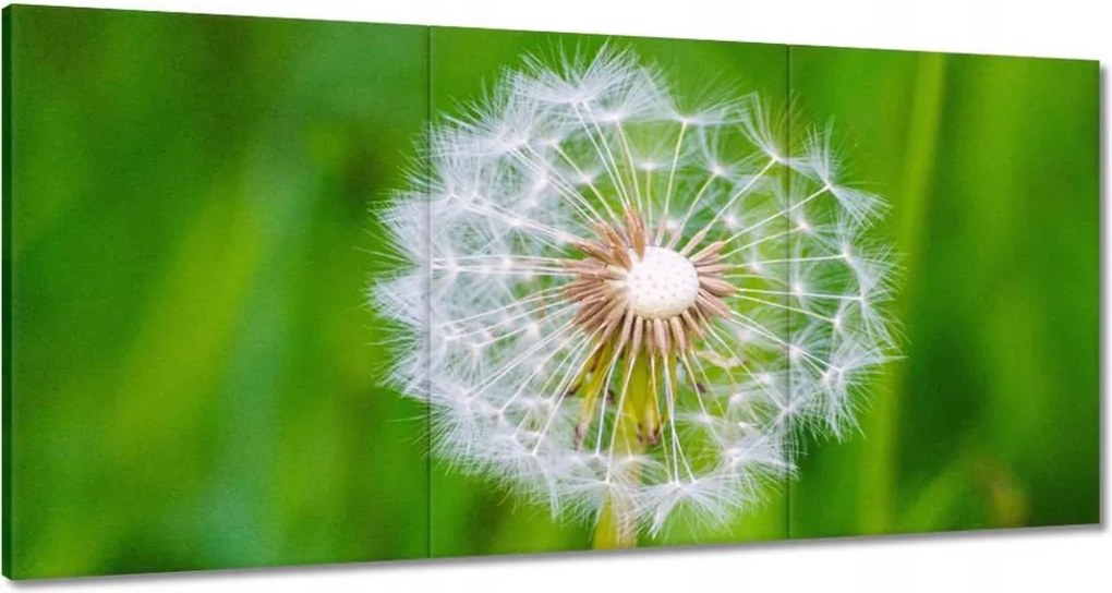 Vászonkép 120x60 Pitypang Virág Virágok