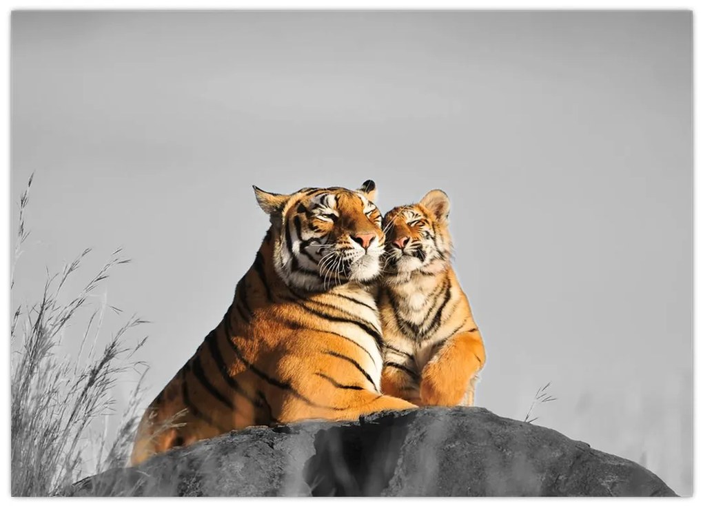 Kép - Tigris és a kölyke, fekete-fehér változat (üvegen) (70x50 cm)
