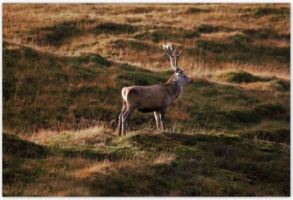 Poszterek 155x105 Szarvas a természetben Vadászat