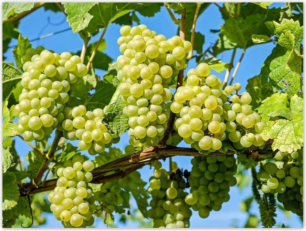 Poszterek 40x30 Zöld szőlő