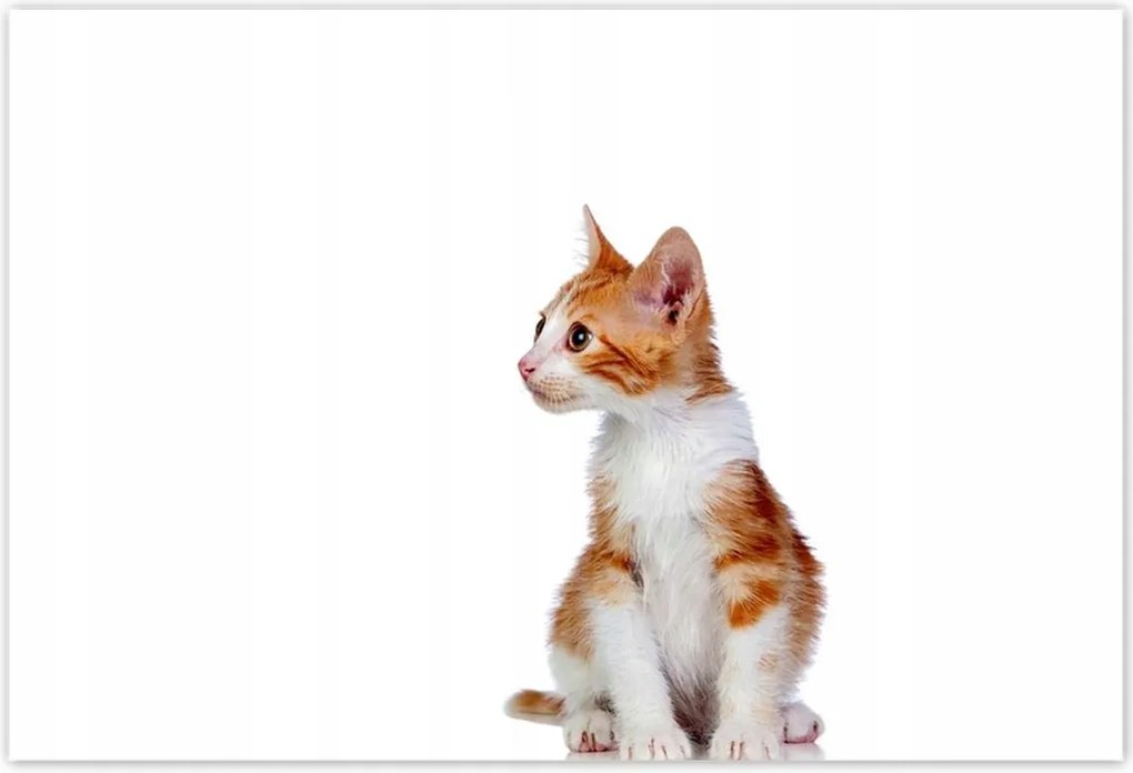 Poszterek 200x135 Cica Cicák Macskák