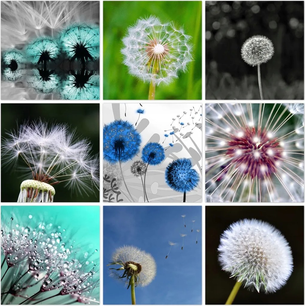 Kép szett 9x 30x30 Mix Pitypangok