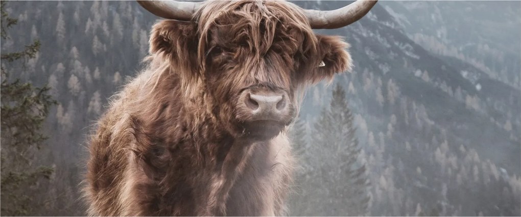 Kép - Highlander tehén (120x50 cm)
