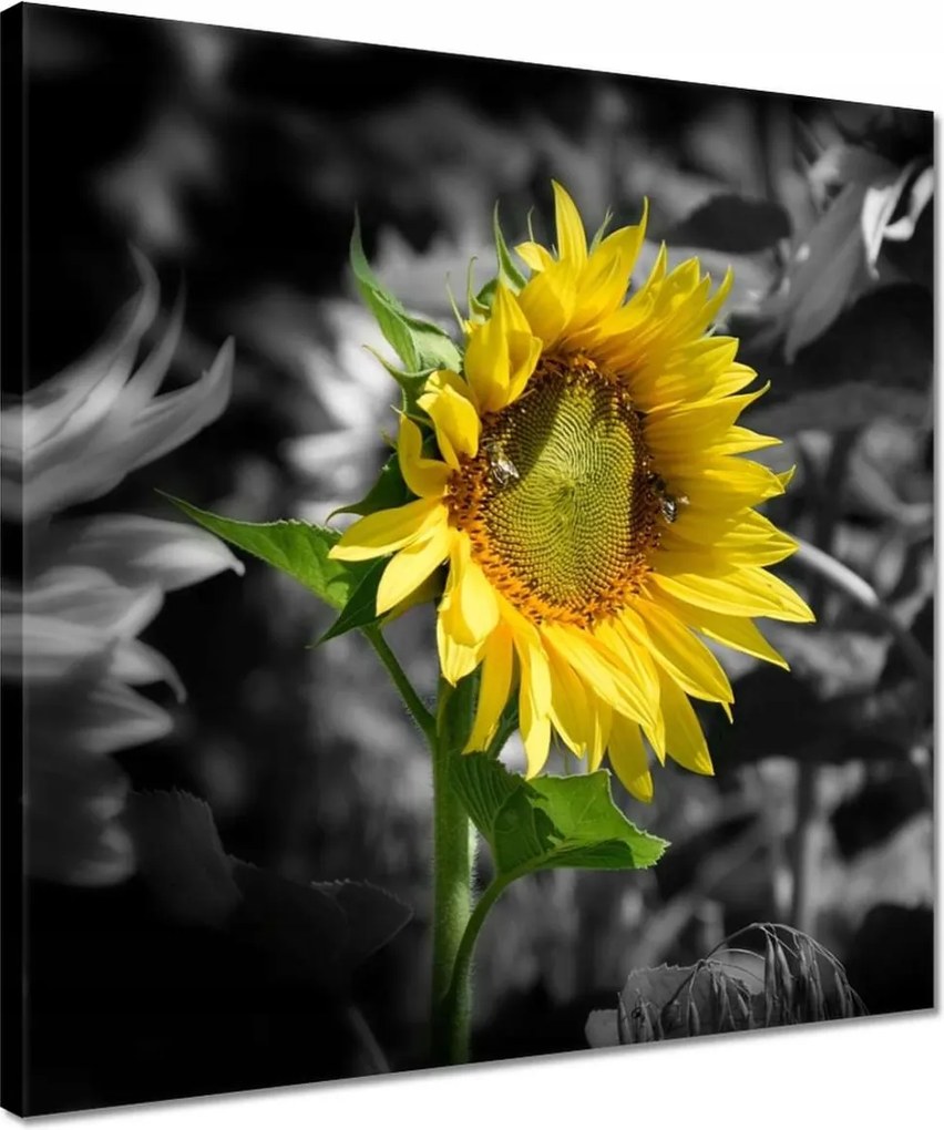 Vászonkép 40x40 Napraforgó