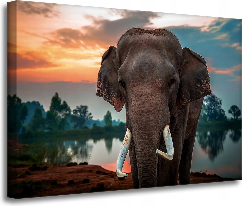 Vászonkép Gyönyörű Ég Elefánt Természet 70x50 cm Ideális ajándék