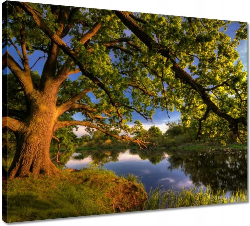 Vászonkép 50x40 Tölgy a croissant-ban