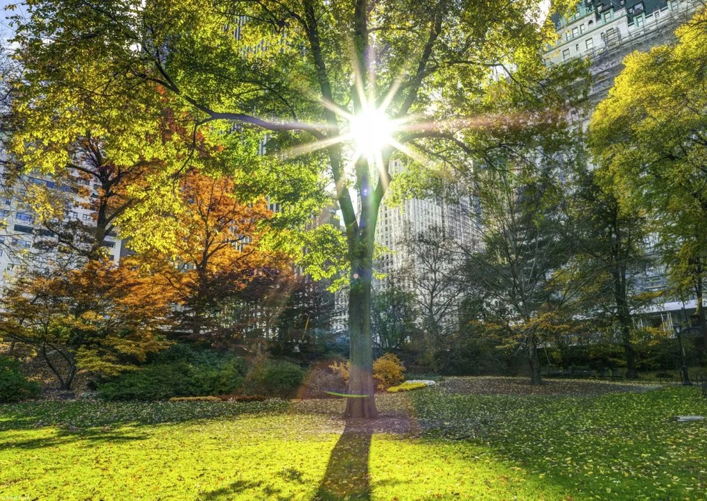 Poszter 42x29,7cm Napsugarak a fákon át a parkban, Assaf Frank