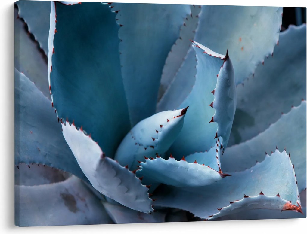 Kép - Agave (70x50 cm)