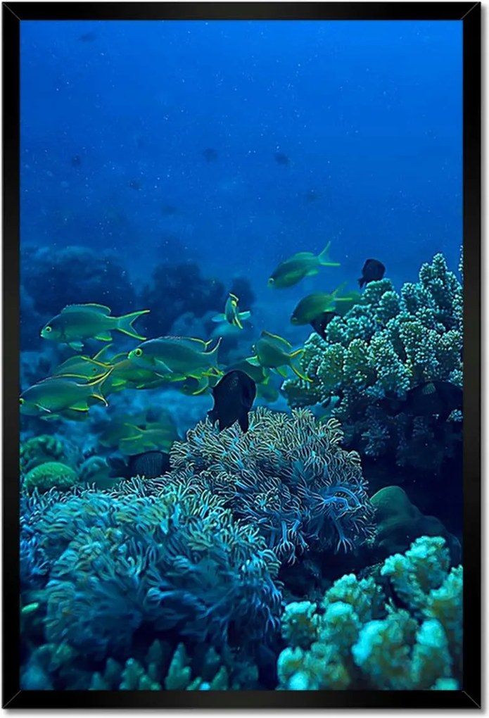 Poszterek keretben 40x60 Laguna Korallok Óceán