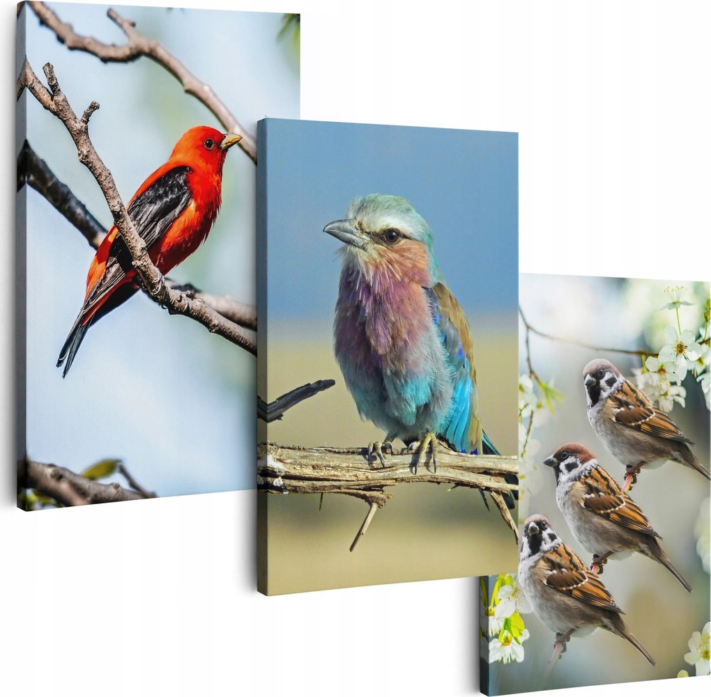 Vászonkép 150 cm **többféle minta** Képek A Nappaliba Triptichon Madarak