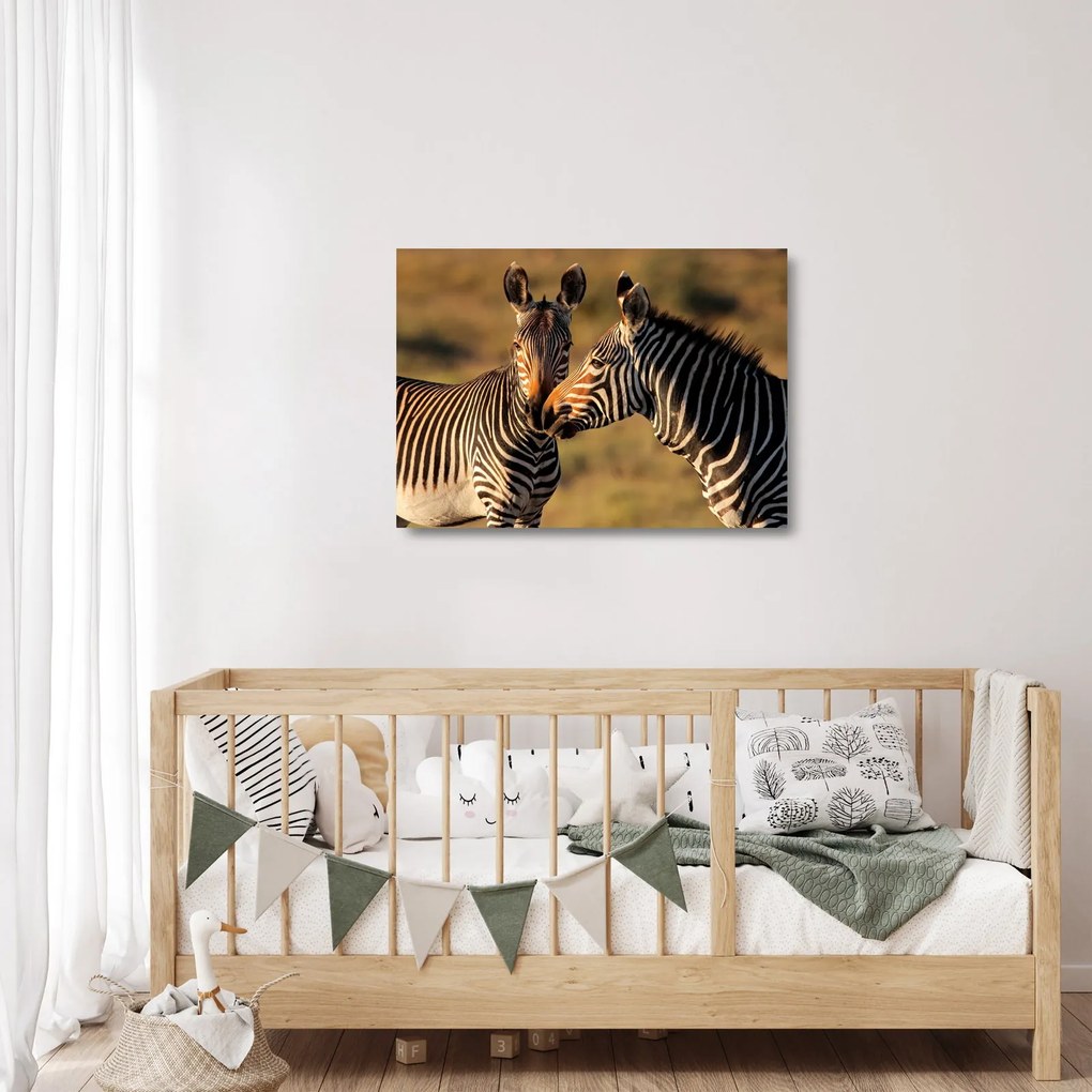 Üveg kép - Két zebra (70x50 cm)