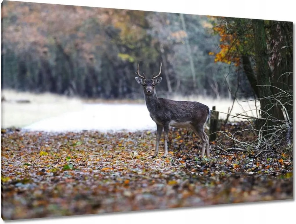 Vászonkép 120x80 Szarvas az erdőben Erdő
