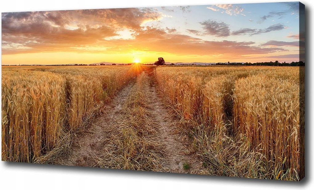 Vászonkép Búzamező 100x70 cm